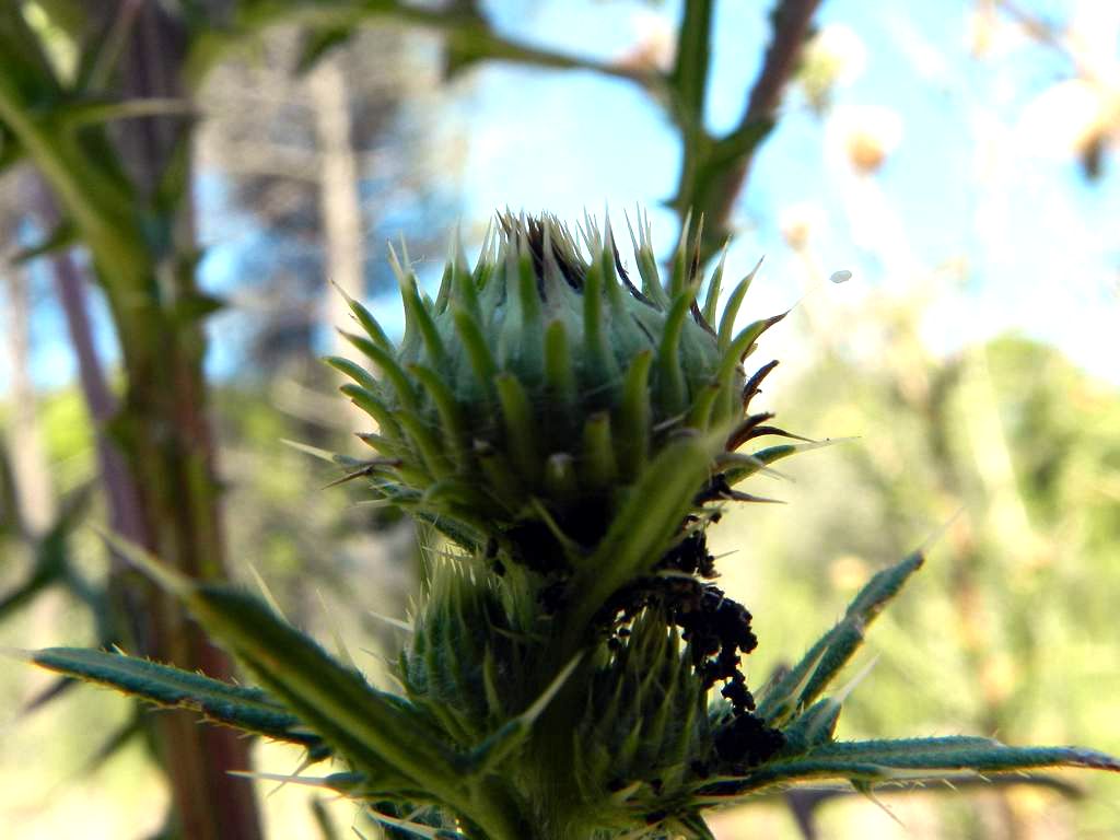 Cirsium vulgare